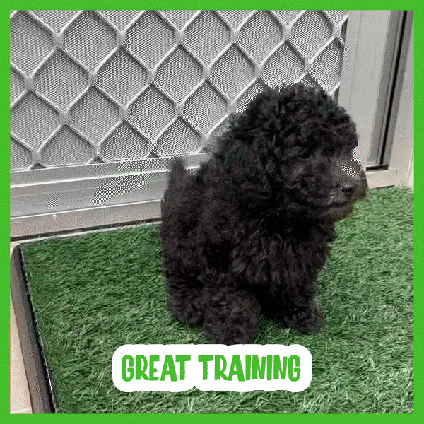 Travnata pasja podloga - Doggo