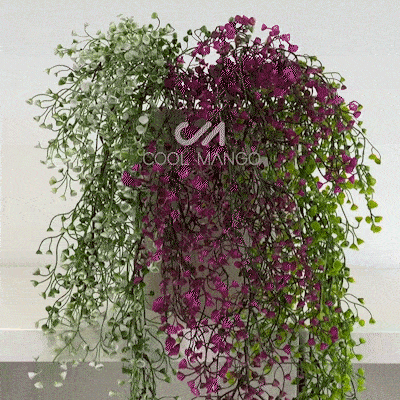 Okrasna viseča rastlina - Ivyplant